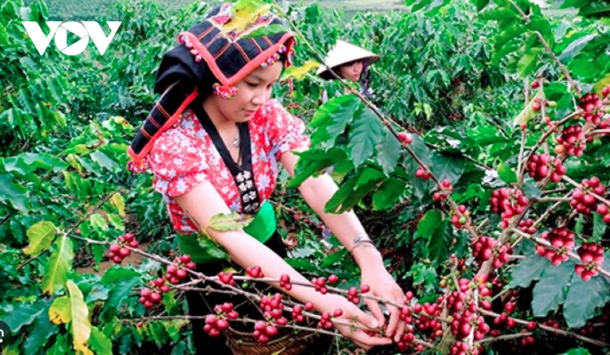 Coffee exports soar at year-end, surpassing US$8.3 billion mark